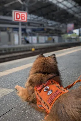 Bild: Assistenzhundearbeit im Wandel: Bundesweiter Fachkongress in Erfurt geplant