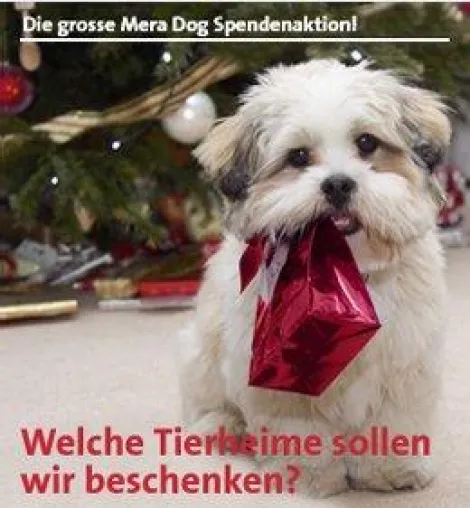 Bild: Auch in diesem Jahr wird Mera Dog mind. zwei Tierheimen mit Hundefutter aus der gröbsten Futternot helfen