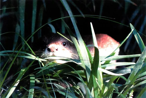 Bild: aQto auf den Spuren von Waldgiraffen und Lippenbären