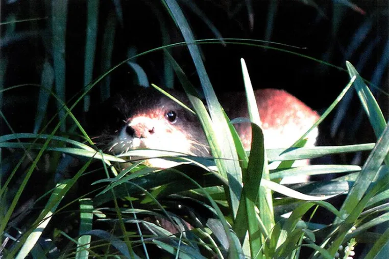 aQto auf den Spuren von Waldgiraffen und Lippenbären Bild: aQto auf den Spuren von Waldgiraffen und Lippenbären