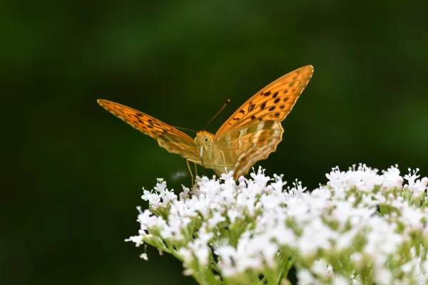 Bild: Smartphone trifft Schmetterling:  Jeder Mensch sieht die Natur mit anderen Augen