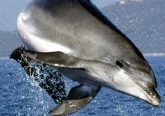 Bild: Ein Delfin zu Weihnachten: Mit Patenschaften Delfine schützen