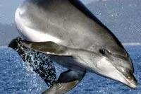 Bild: Ein Delfin zu Weihnachten: Mit Patenschaften Delfine schützen