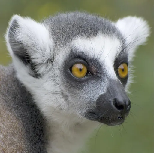 Bild: Fotoseminar "Tierfotografie" im Allwetterzoo Münster mit der Fotoschule des Sehens