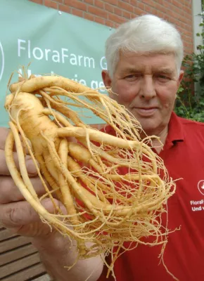 Bild: Die FloraFarm - Europas einzige Ginseng-Gärten inmitten der Lüneburger Heide