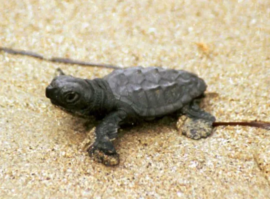 Bild: Bettenburgen und Straßenlaternen bedrohen Meeresschildkröten in der Türkei