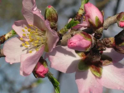 Märchenhafte Mandelblüte der Algarve im Yoga Urlaub erleben Bild: Märchenhafte Mandelblüte der Algarve im Yoga Urlaub erleben