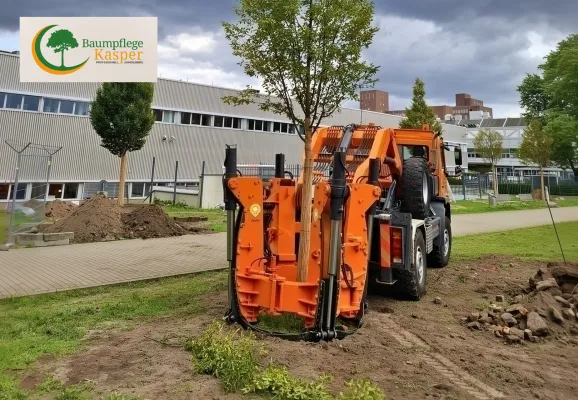 Bäume umsiedeln dank Großbaumverpflanzung der Baumpflege Kasper GmbH aus Berlin Bild: Bäume umsiedeln dank Großbaumverpflanzung der Baumpflege Kasper GmbH aus Berlin