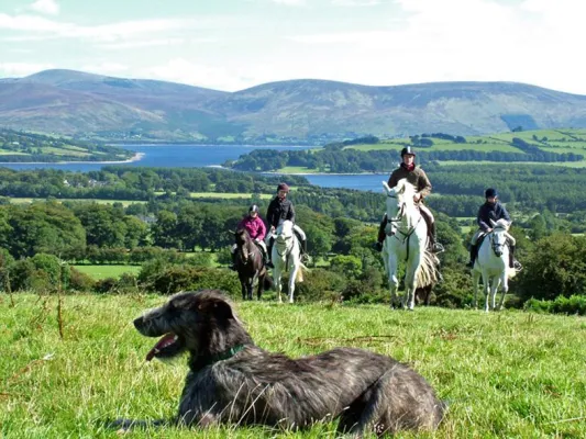 Bild: Mit Hund und Pferd Wicklow in Irland entdecken