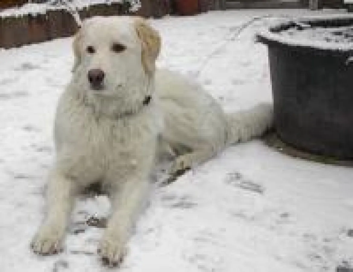 Tierversicherung vergleichen und sparen