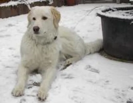 Bild: Die Tierhalterhaftpflicht-Versicherung - Muss das wirklich sein?