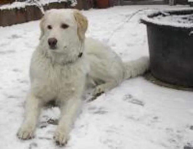 Die Tierhalterhaftpflicht-Versicherung - Muss das wirklich sein? Bild: Die Tierhalterhaftpflicht-Versicherung - Muss das wirklich sein?