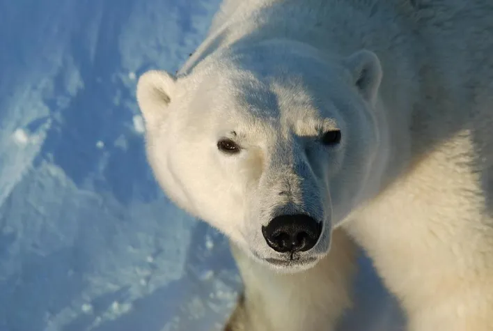 Bild: International Polar Bear Day am 27. Februar 2015