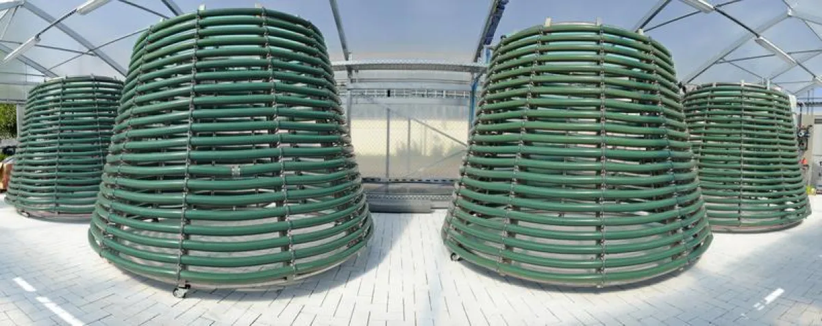 Im Algentechnikum an der Hochschule Anhalt in Köthen werden Algen gezüchtet. (Carola Griehl)