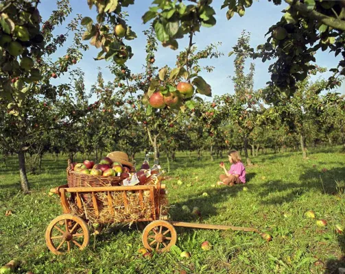 Bild: Fruchtbare Rendite mit Obst aus ökologischem Anbau