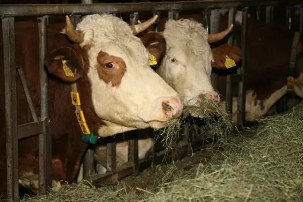 Bild: Zurück zu den Wurzeln – Gutes aus Milch vom eigenen Hof