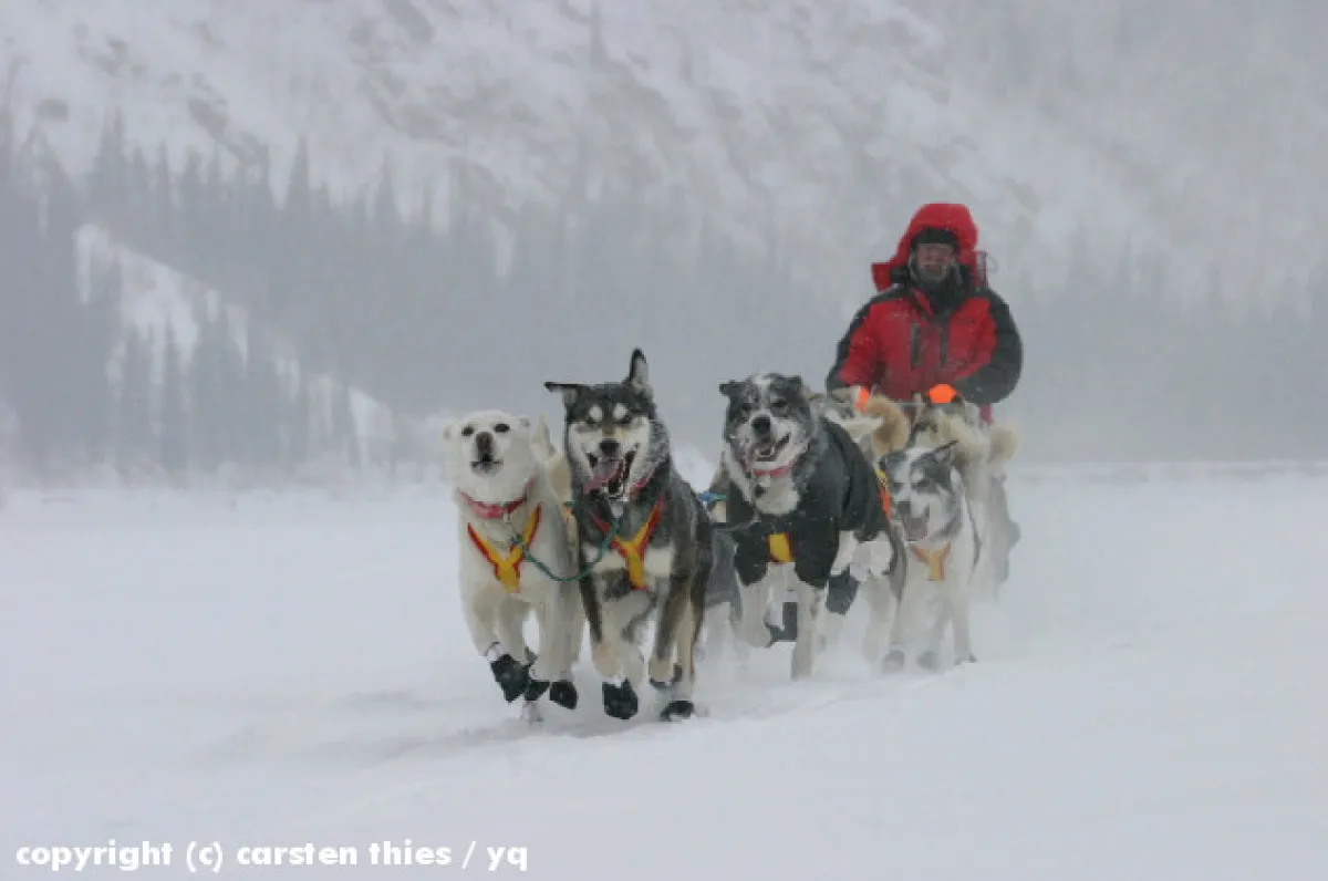 Hundeschlittenteam beim Yukon Quest International Hundeschlittenrennen