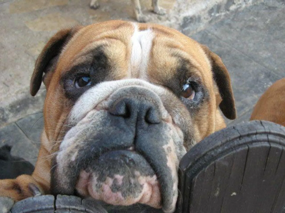 Viele tierische Weihnachtsgeschenke landen nach den Feiertagen im Tierheim