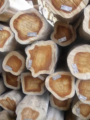 Bild: Sachwert Holz stark im Kommen: Steigende Holzpreise und Wertstabilität fördern Edelholz-Investments.