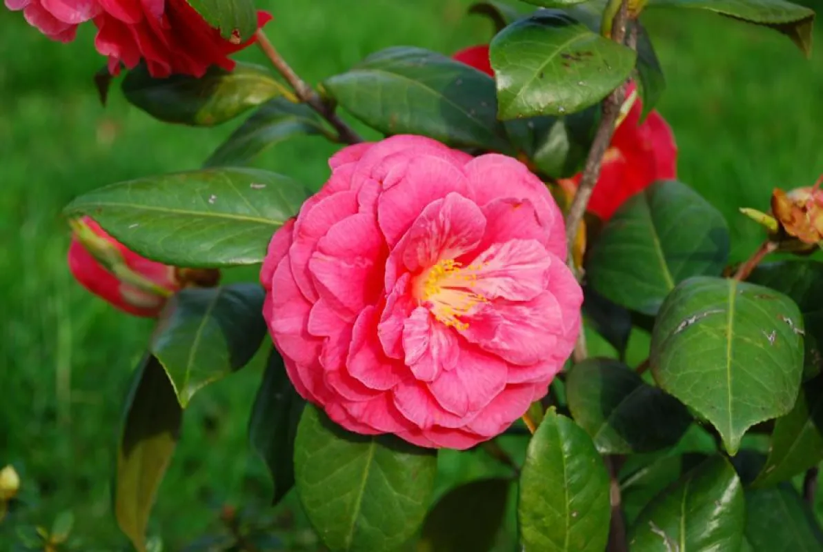 Mostra della Camelia - Copyright Maggioni Tourist Marketing