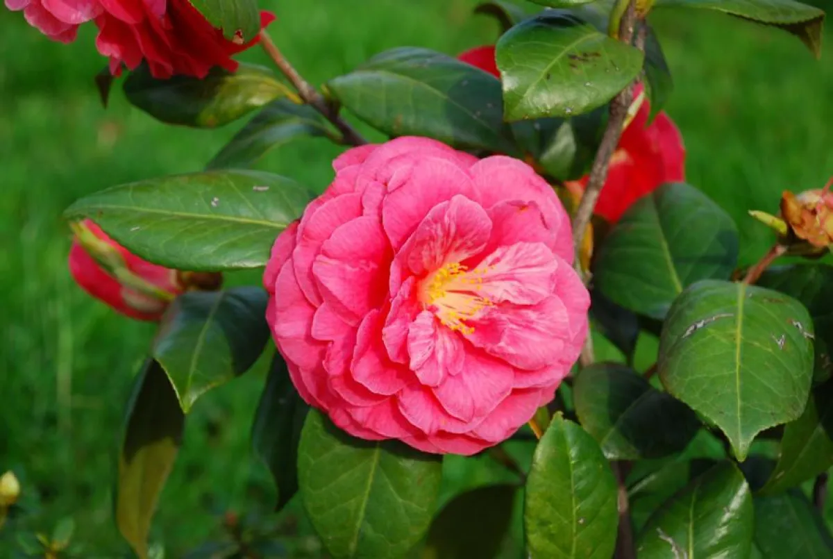 Mostra della Camelia - Copyright Maggioni Tourist Marketing