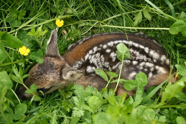 Bild: Jetzt rücken die Mähmaschinen aus: Anruf genügt und die Jäger retten Wildtiere vor dem grausamen Mähtod