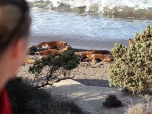 Bild: 61. Tier: Bedrohte Seelöwenkolonie auf der Peninsula Valdes