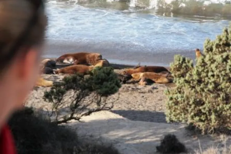 Bild: 61. Tier: Bedrohte Seelöwenkolonie auf der Peninsula Valdes