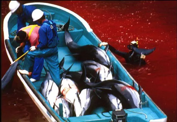 Bild: DIE BUCHT - THE COVE - Japanischer Delfinfang gestoppt? - WDSF berichtet