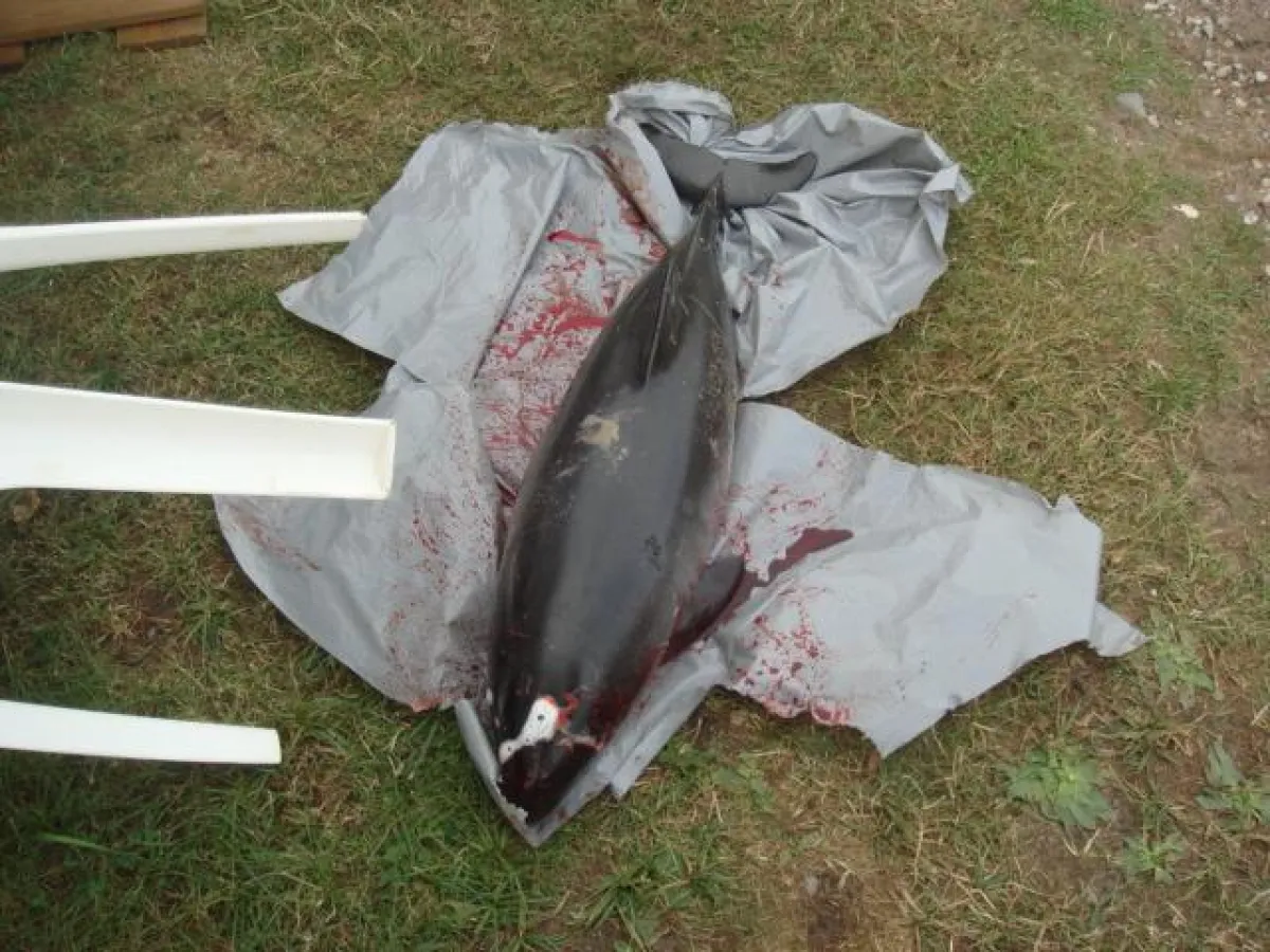 Massiv blutende Netzmarken finden sich am Kopf, an derFinne und an der Fluke; Foto: A.Pfander