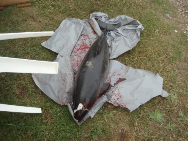 Neue Fangtechniken sollen Schweinswale und Seevögel retten Bild: Neue Fangtechniken sollen Schweinswale und Seevögel retten