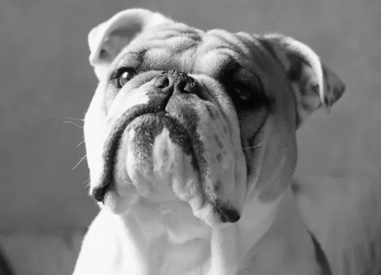 Bild: 1.000 Stimmen für Wende in der Hundezucht