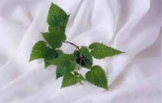 Bild: Stoffe aus Brennnessel gab es schon vor Jahrtausenden