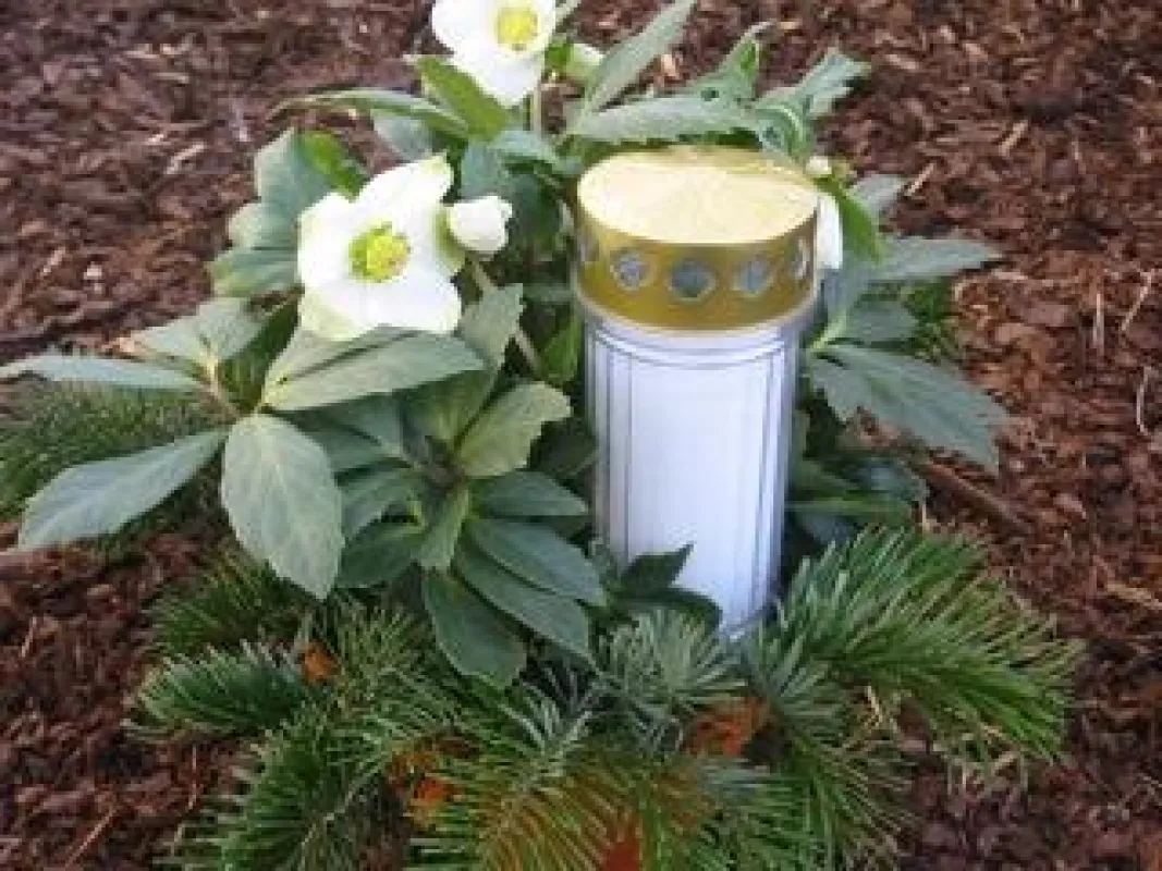 Christrosen sind besonders durch ihre Symbolik ein schöner Weihnachts-schmuck auf dem Grab. (BdF)
