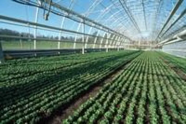 Kinder erkunden Bio-Gemüsegärtnerei Bild: Kinder erkunden Bio-Gemüsegärtnerei