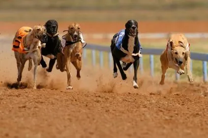 Für Hundehalter von Renn- und Windhunden gibt es eine spezielle Hundehaftpflichtversicherung Bild: Für Hundehalter von Renn- und Windhunden gibt es eine spezielle Hundehaftpflichtversicherung