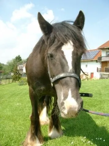 Bild: Nikita bleibt - wir stehen zu unserem besten Pferd im Stall