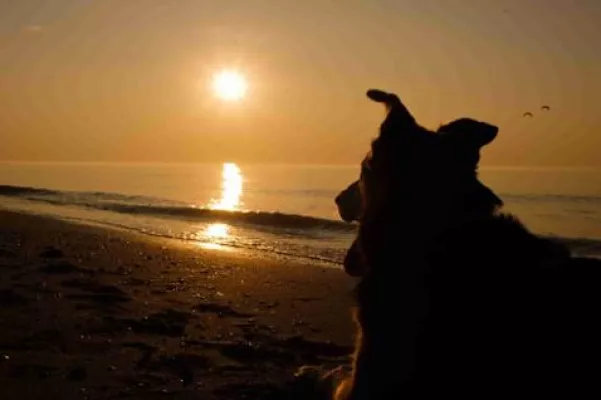 Bild: Bund Deutscher Tierfreunde weist auf Parasiten-Gefahr für Hunde im Süden hin
