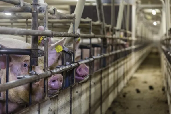 Bild: Klage gegen illegale Kastenstände eingereicht – Ende dieser Tierquälerei in Sicht?