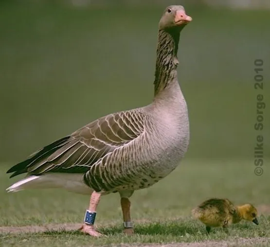 Begründete Sorge: Erneut Gänsetötungen in Bayern geplant? Bild: Begründete Sorge: Erneut Gänsetötungen in Bayern geplant?