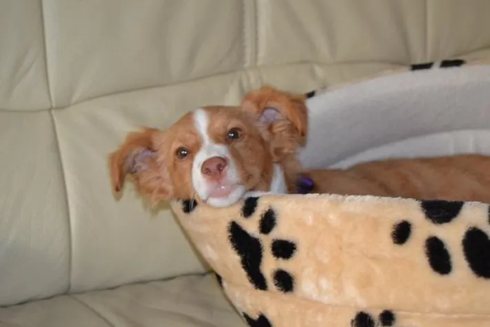 Bild: Mit dem Hund sicher reisen