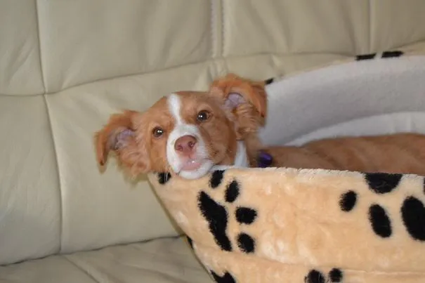 Mit dem Hund sicher reisen Bild: Mit dem Hund sicher reisen