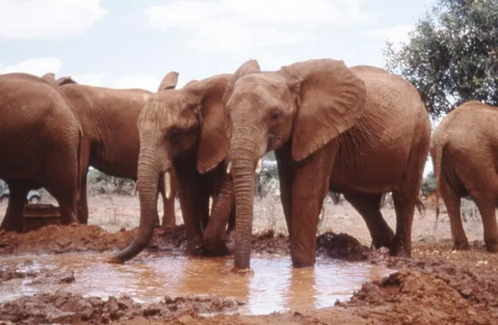 Bild: Kleine Atempause für Elefantenschutz