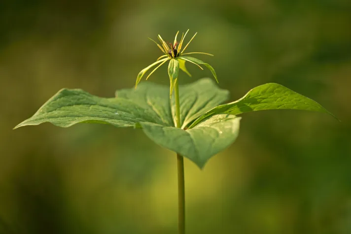 Die Vierblättrige Einbeere ist die 43. Blume des Jahres Bild: Die Vierblättrige Einbeere ist die 43. Blume des Jahres