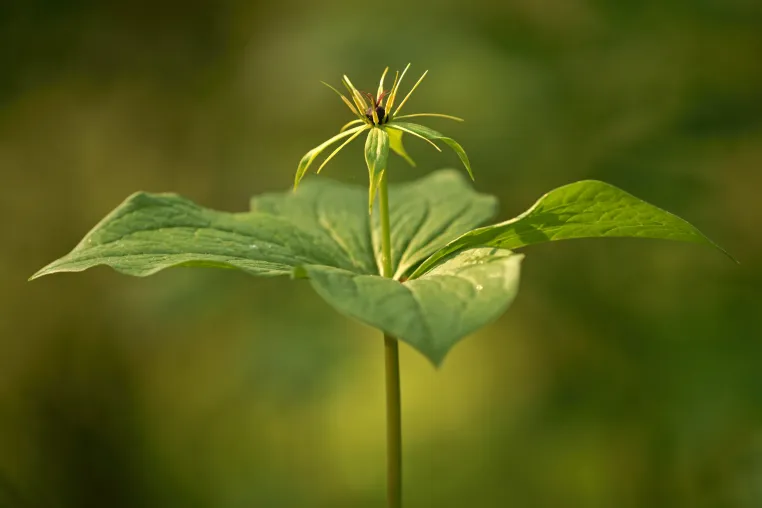 Bild: Die Vierblättrige Einbeere ist die 43. Blume des Jahres