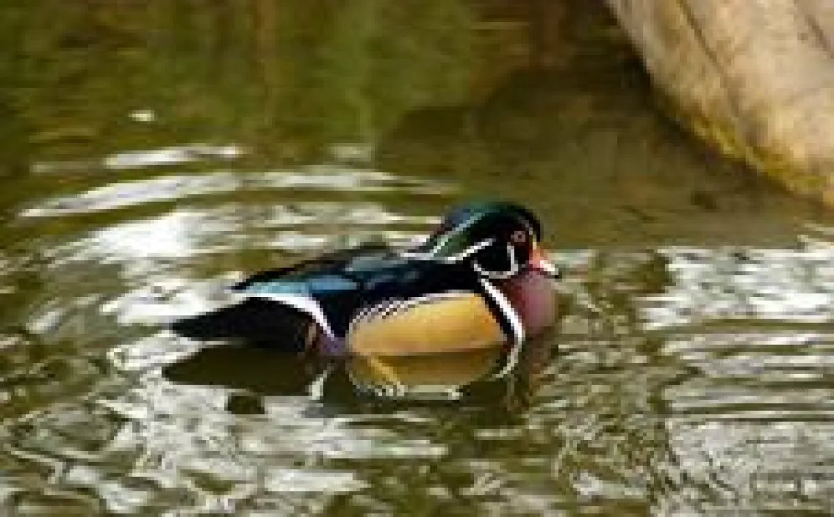 intakte Flora – intakte Fauna (Bild: Fotolia)