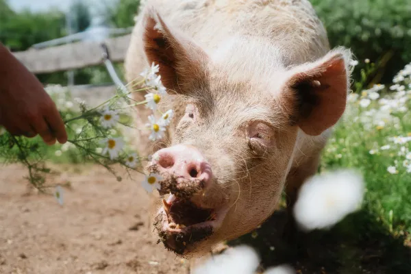 Bild: ANINOVA-Stiftung startet bundesweite Förderung für vegane Lebenshöfe