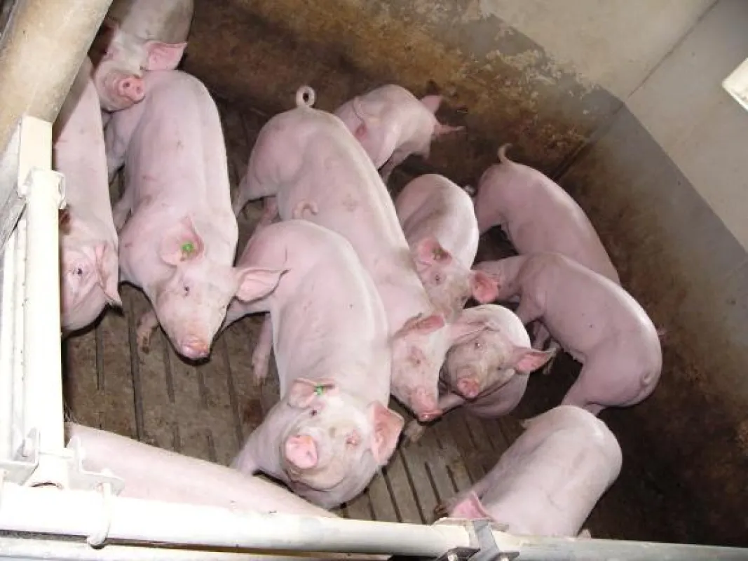 Blick in eine einstreulose Mastbucht mit Beton-Spaltenboden für Schweine.  © AGfaN e.V.