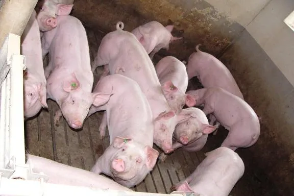 Bild: Koalitionsvertrag: SPD verrät Tierschutz und bäuerliche Landwirtschaft
