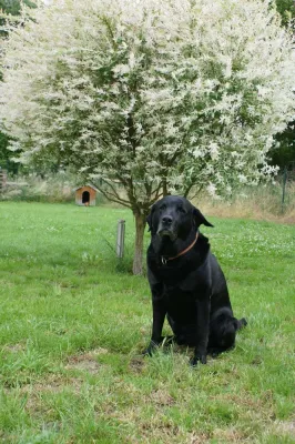 Bild: Leinenzwang für Hunde in Gemeinschaftsgärten